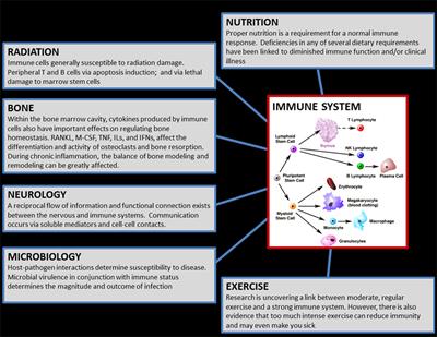 Immune System Dysregulation During Spaceflight: Potential Countermeasures for <mark class="highlighted">Deep Space</mark> Exploration Missions